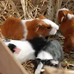 Farm stay Ferienbauernhof Elmaugut Muhlbach Am Hochkonig