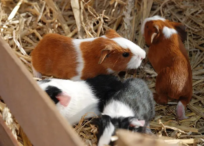 Farm stay Ferienbauernhof Elmaugut Muhlbach Am Hochkonig